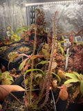 Drosera Dreamsicle sundew, size shipped