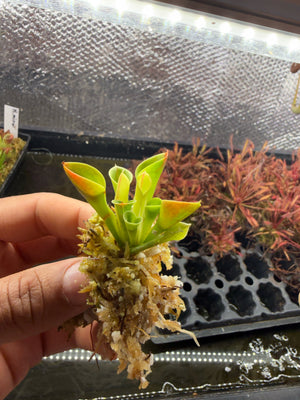 Heliamphora minor, extra small size
